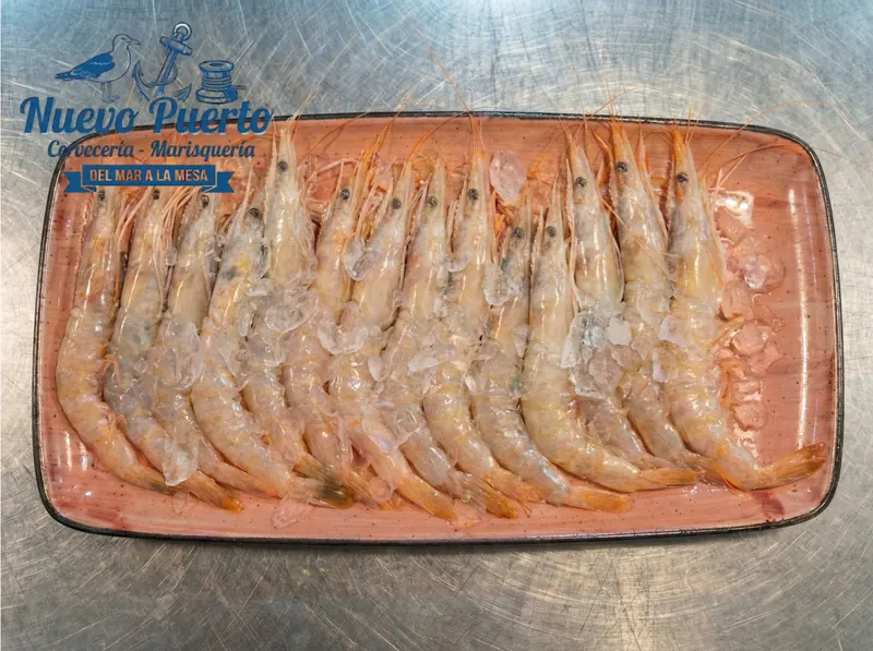 Gamba Blanca cruda XXL sobre hielo
